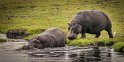 022 Botswana, Chobe NP, nijlpaarden